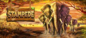 Stampede - Wild Casino Slots